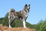 AKITA INU 457